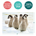 Load image into Gallery viewer, Emperor Penguin Chicks 12 Pack Notecards