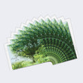 Load image into Gallery viewer, Sacred Trees Sympathy 2 12 Pack