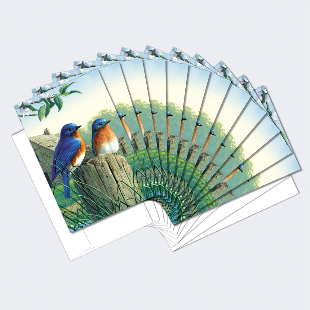Morning Bluebirds 12 Pack Notecards