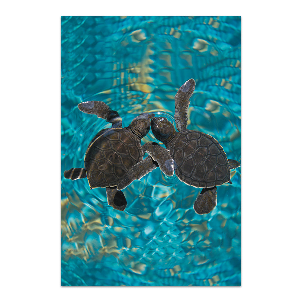 Baby Sea Turtles 4x6 Blank Notecard Assortment