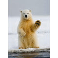 Load image into Gallery viewer, Polar Farewell
