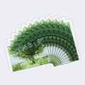 Load image into Gallery viewer, Sacred Trees Sympathy 4 12 Pack
